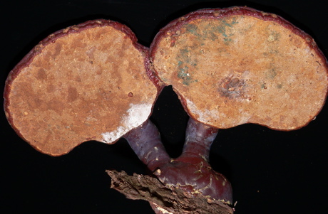 Ganoderma tsugae, underneath