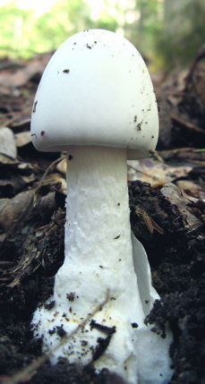 A young destroying angel