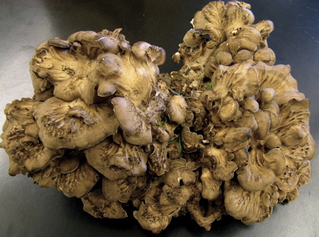 Grifola frondosa, the Hen of the Woods