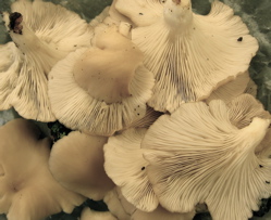 Oyster mushroom bounty