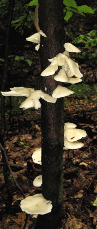 Oyster mushrooms, with hungry slug
