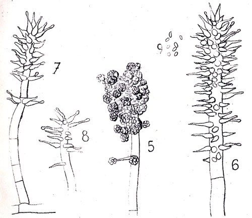 Original 1899 illustration of Harziella capitata