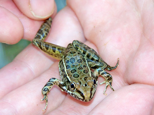 A healthy lowland leopard frog, Rana yavapaiensis