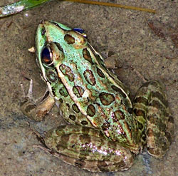 A healthy lowland leopard frog