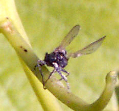 A fly killed by Entomophthora sp.