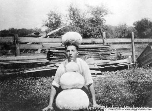 Lad with puffballs, 1937