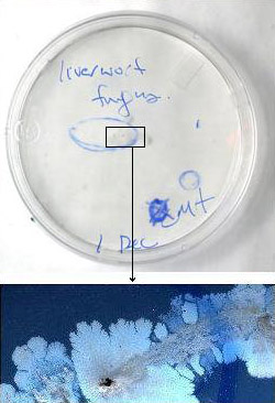 Unsuccessful isolation plate (top) and blobby bacterial colonies (bottom)