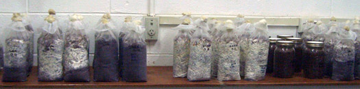 Bags of colonized fruiting substrate; jars of spawn