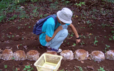 Daisuke with his fruiting blocks planted in a shady grove