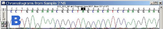 Output from the DNA sequencer: Peaks of different colours=different bases