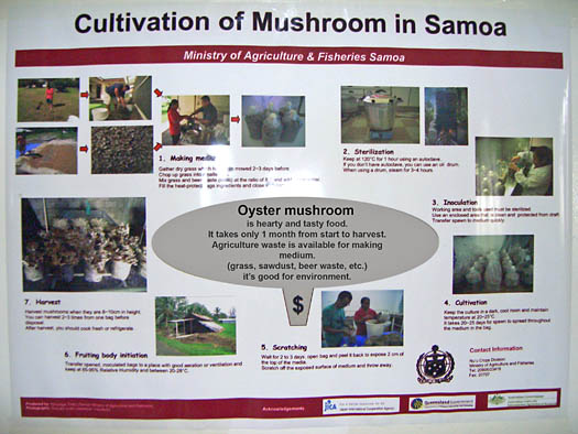 Daisuke Goto's poster to teach locals about mushroom cultivation in Samoa