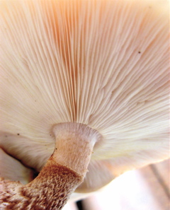 A home-grown shiitake mushroom, from below.