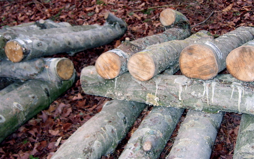 Inoculated logs piled in ricks in the woods