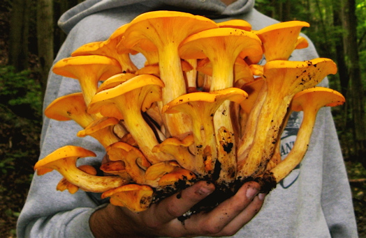 A clump of poisonous Jack O'Lantern mushrooms