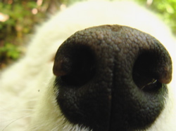 My dog's nose