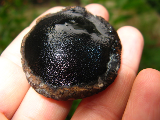 Peridoxylon petersii, a fungus