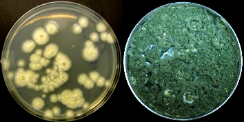 Two pure fungal cultures, ready to go