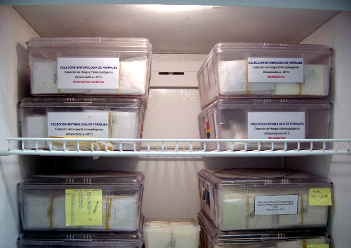 entomopathogenic fungi, safe in the freezer
