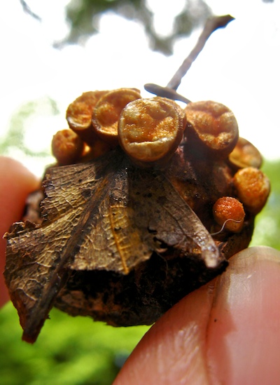The small world of a birdâ€™s nest fungus, Crucibulum laeve