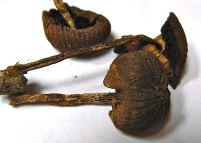 Dried Galerina specimens