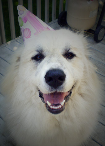 Shiloh, a Great Pyrenees