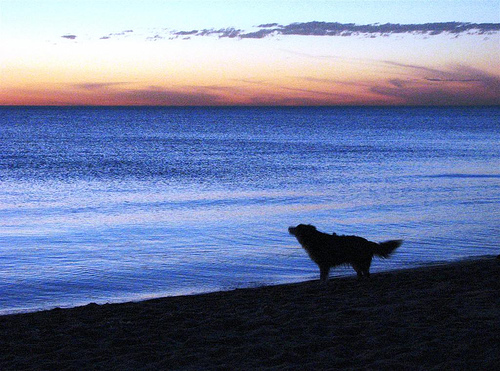 Flickr: Sunset Mentone beach dog walk, by Jessica Rabbit