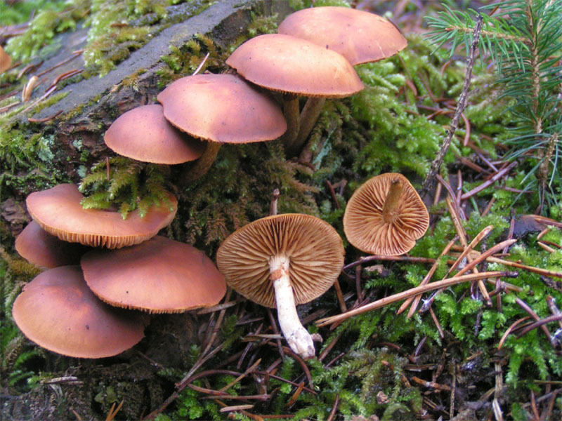 Galerina marginata, a very toxic mushroom