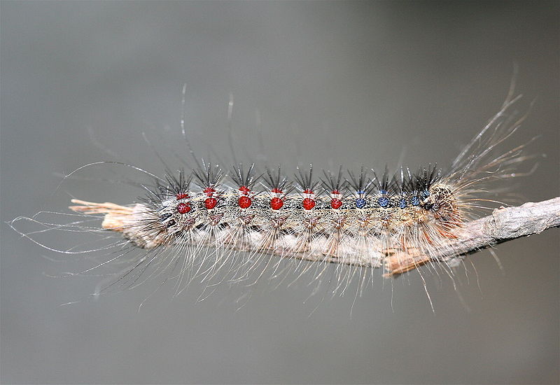 A caterpillar of the gypsy moth