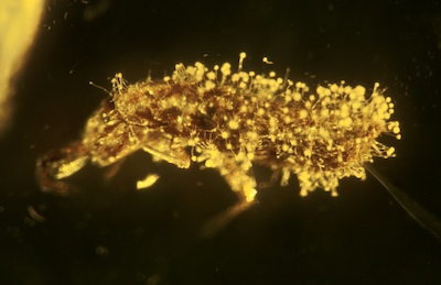 fossil Collembola with the fungus Aspergillus collembolorum