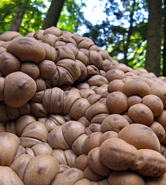 Puff Balls, Little puff ball mushrooms in the mulch. One ye…