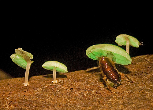 Mycena sp. and visitor