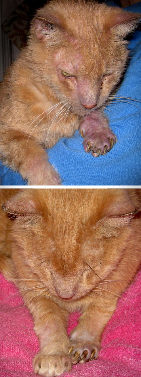 Percy before and after antifungal treatment