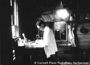 Errett Wallace figuring out fungal life cycles in 1907