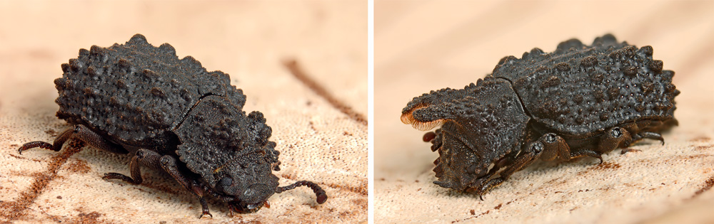 female and male forked fungus beetles