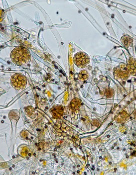 Phycomyces microsporangia, and some Aspergillus spores