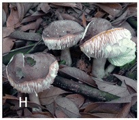 Russula subnigricans in Chen et al.