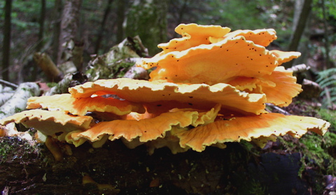 Image result for Chicken of the woods fungi