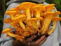 Toxic jack o'lantern mushrooms