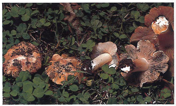photo of Inocybe olpidiocystis by Weber and Smith