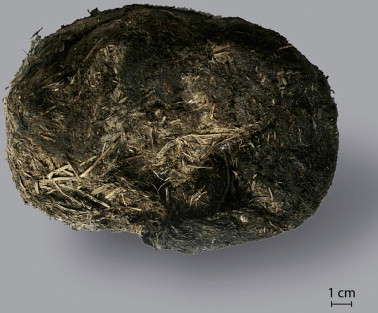 van Geel et al. provide this photo of ancient mammoth poop with spores inside